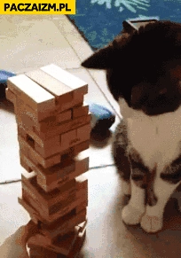 
    Kot jenga