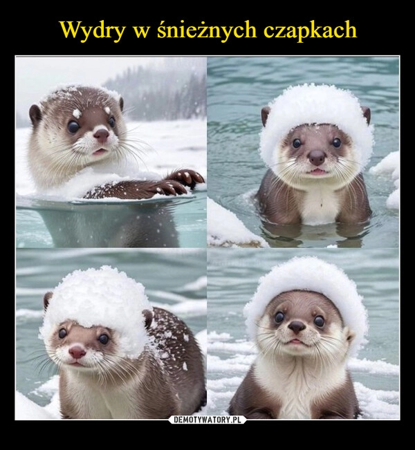 
    Wydry w śnieżnych czapkach