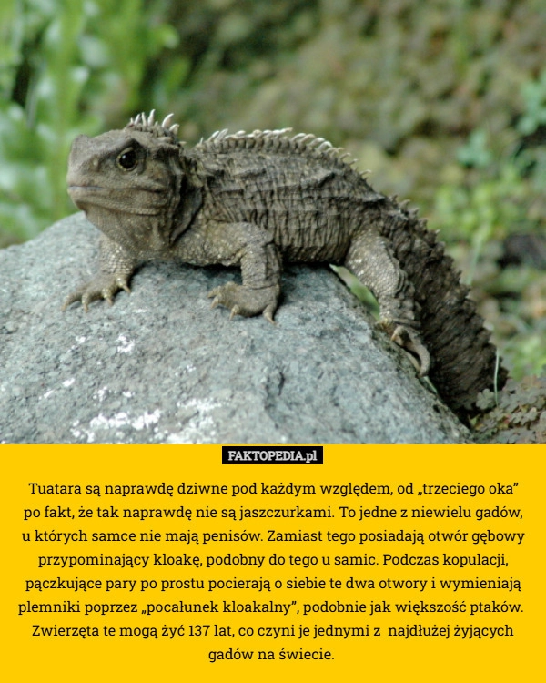 
    Tuatara są naprawdę dziwne pod każdym względem, od „trzeciego oka”
 po fakt,