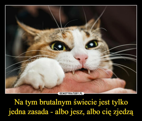 
    Na tym brutalnym świecie jest tylko jedna zasada - albo jesz, albo cię zjedzą