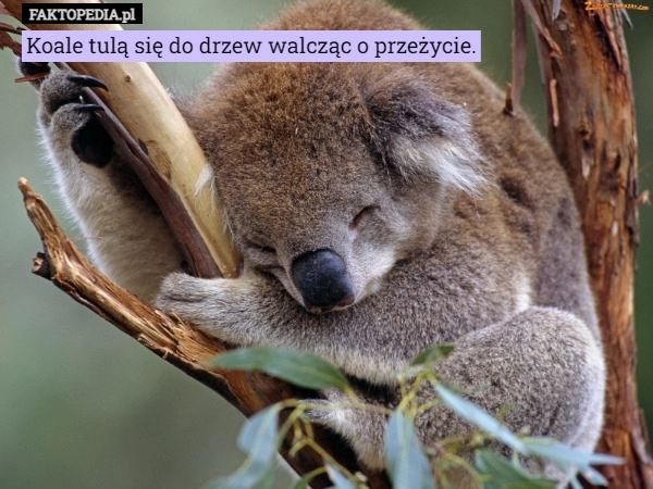 
    Koale tulą się do drzew walcząc o przeżycie.