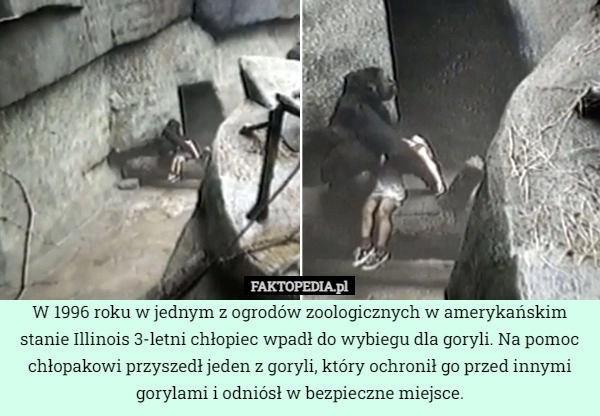 
    W 1996 roku w jednym z ogrodów zoologicznych w amerykańskim stanie Illinois