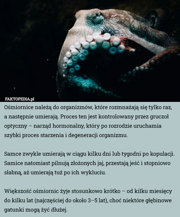 
    Ośmiornice należą do organizmów, które rozmnażają się tylko raz, a następnie...
