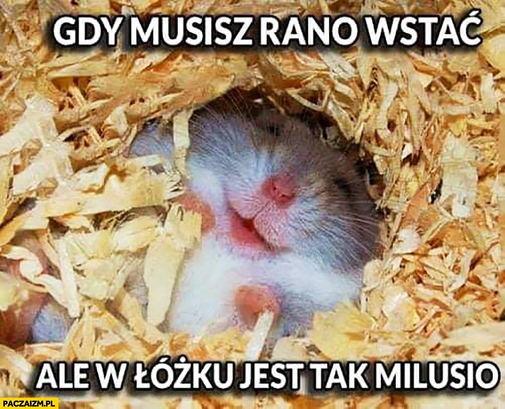 
    Gdy musisz rano wstać ale w łóżku jest tak milusio mysz myszka chomik