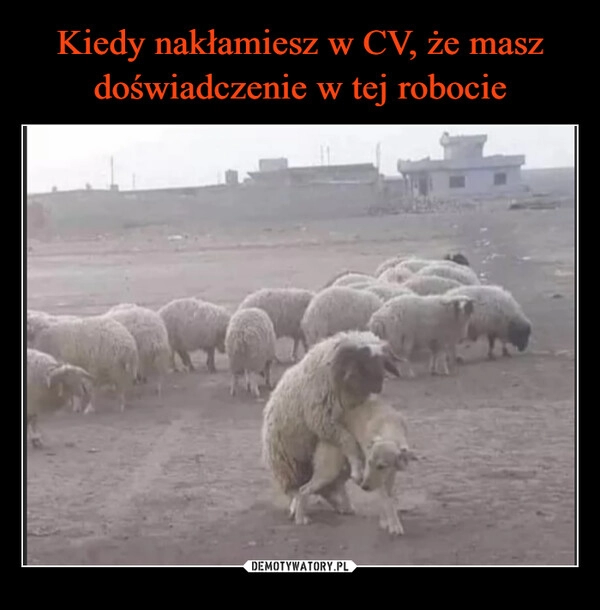 
    Kiedy nakłamiesz w CV, że masz doświadczenie w tej robocie