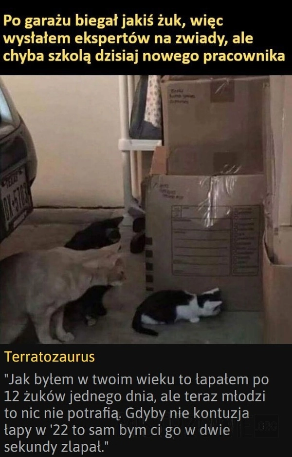 
    Eksperci
