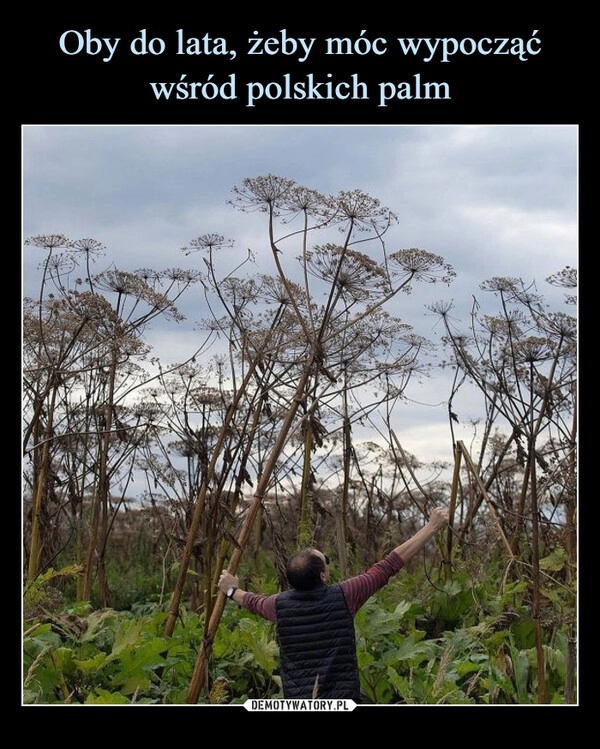 
    Oby do lata, żeby móc wypocząć wśród polskich palm