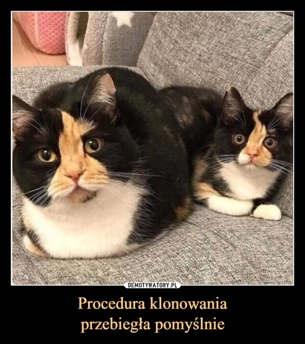 
    Procedura klonowania
przebiegła pomyślnie