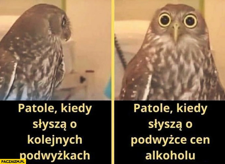 
    Patole kiedy słyszą o kolejnych podwyżkach vs kiedy słyszą o podwyżce cen alkoholu sowa