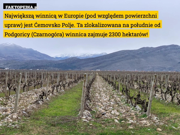 
    Największą winnicą w Europie (pod względem powierzchni upraw) jest Ćemovsko