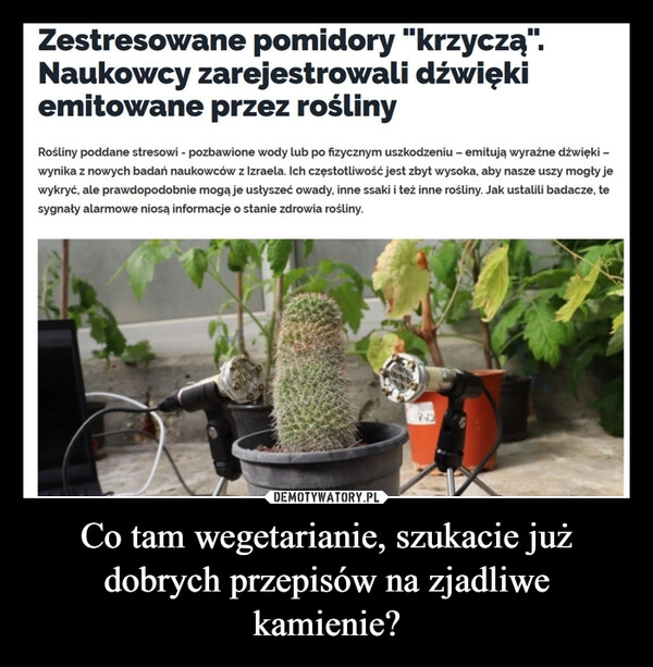 
    Co tam wegetarianie, szukacie już dobrych przepisów na zjadliwe kamienie?