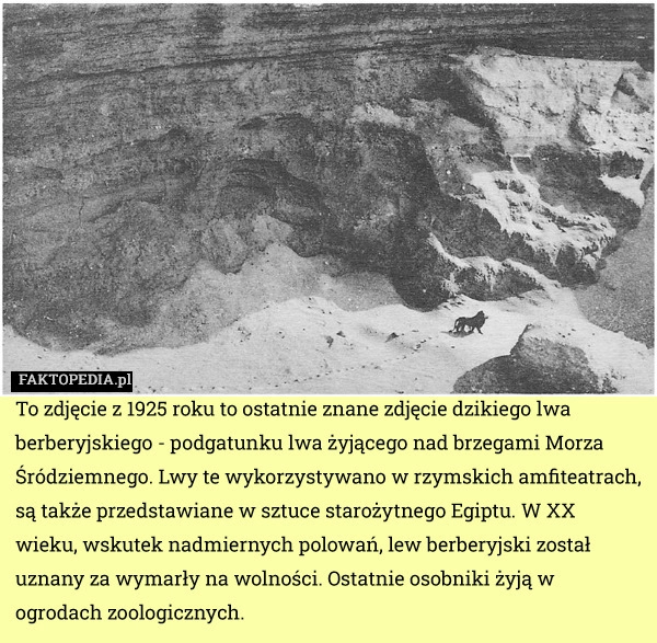 
    To zdjęcie z 1925 roku to ostatnie znane zdjęcie dzikiego lwa berberyjskiego