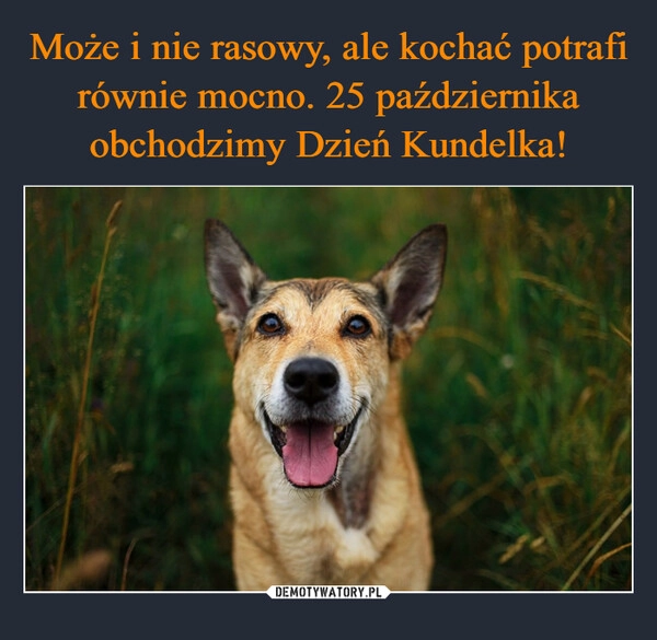 
    Może i nie rasowy, ale kochać potrafi równie mocno. 25 października obchodzimy Dzień Kundelka!