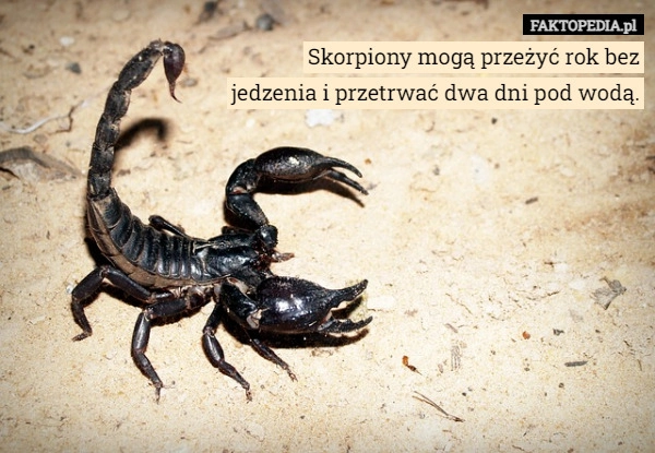 
    Skorpiony mogą przeżyć rok bez jedzenia i przetrwać dwa dni pod wodą.