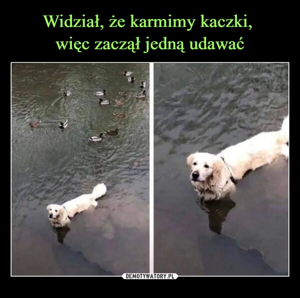 
    Widział, że karmimy kaczki,
więc zaczął jedną udawać 