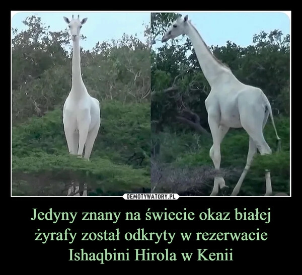 
    Jedyny znany na świecie okaz białej żyrafy został odkryty w rezerwacie Ishaqbini Hirola w Kenii