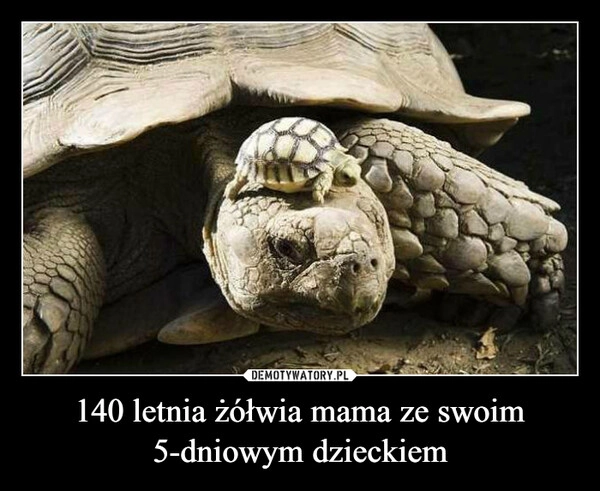 
    140 letnia żółwia mama ze swoim 5-dniowym dzieckiem