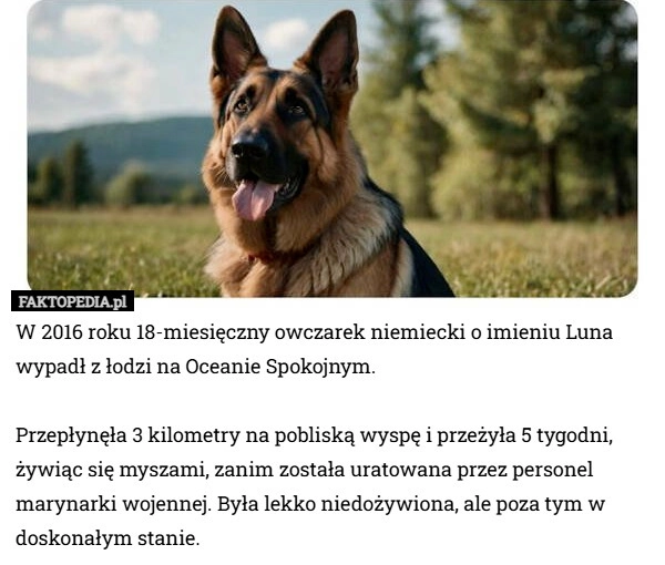 
    W 2016 roku 18-miesięczny owczarek niemiecki o imieniu Luna wypadł z łodzi