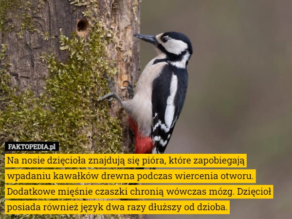 
    Na nosie dzięcioła znajdują się pióra, które zapobiegają wpadaniu kawałków