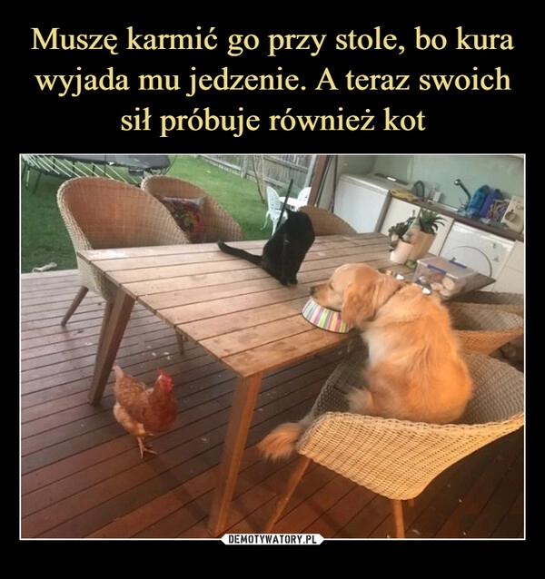 
    Muszę karmić go przy stole, bo kura wyjada mu jedzenie. A teraz swoich sił próbuje również kot