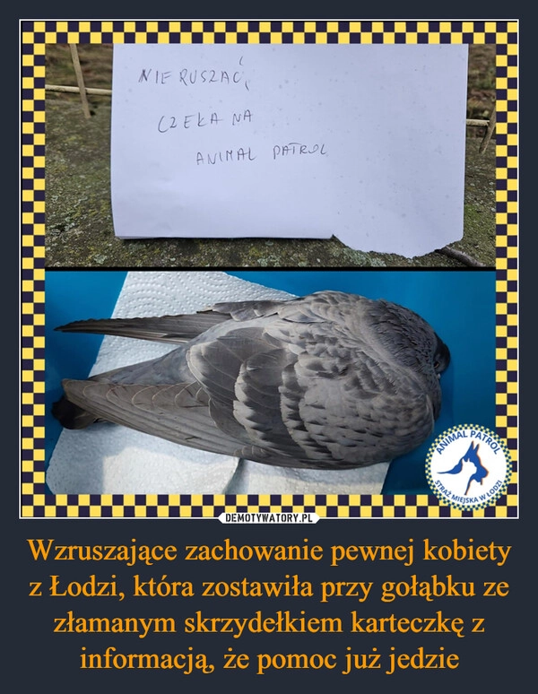 
    Wzruszające zachowanie pewnej kobiety z Łodzi, która zostawiła przy gołąbku ze złamanym skrzydełkiem karteczkę z informacją, że pomoc już jedzie