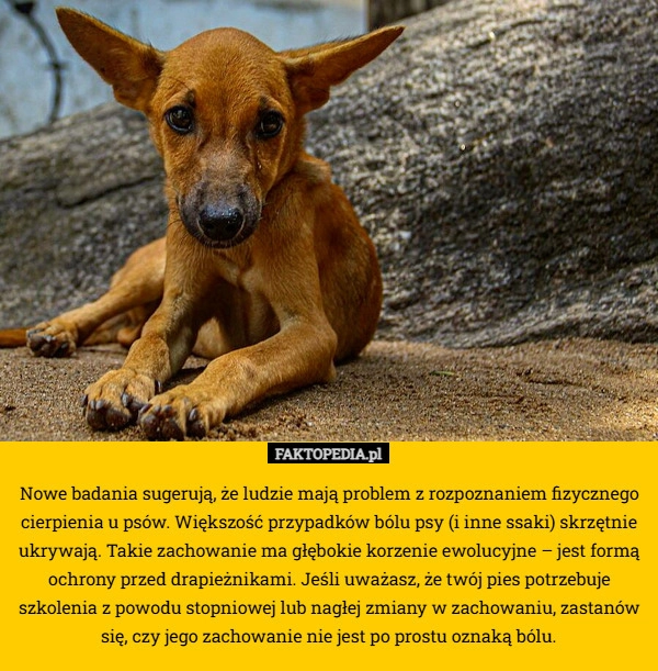 
    Nowe badania sugerują, że ludzie mają problem z rozpoznaniem fizycznego