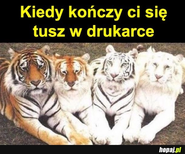 
    Tusz w drukarce