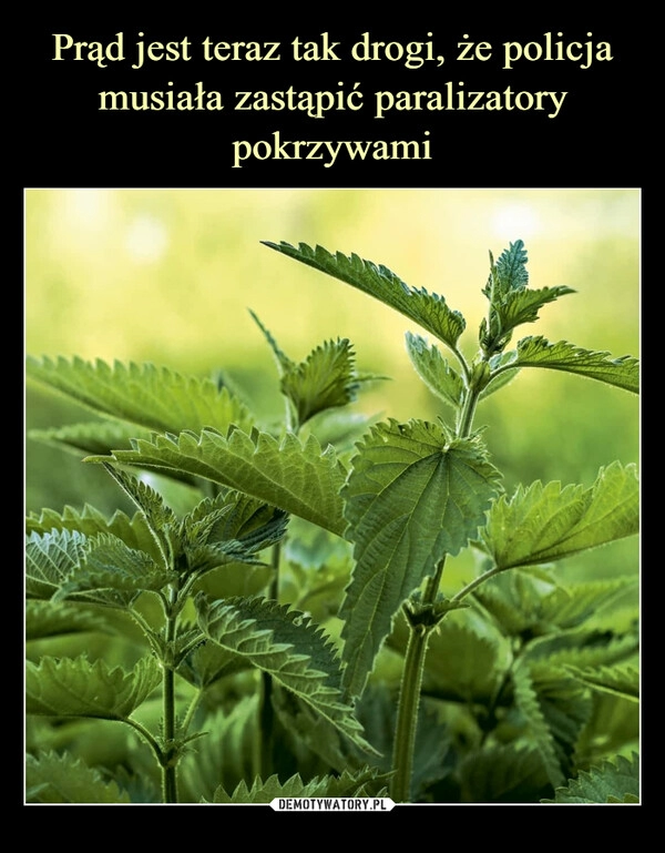 
    Prąd jest teraz tak drogi, że policja musiała zastąpić paralizatory pokrzywami