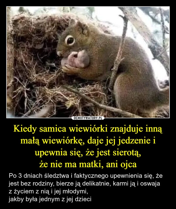 
    Kiedy samica wiewiórki znajduje inną małą wiewiórkę, daje jej jedzenie i upewnia się, że jest sierotą,
że nie ma matki, ani ojca