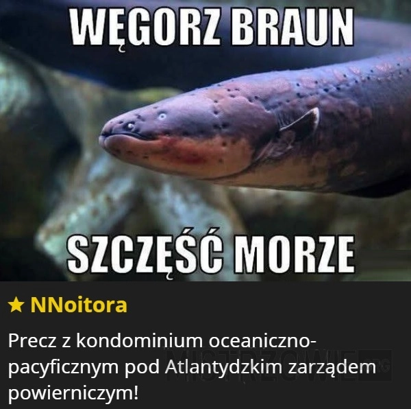 
    Węgorz