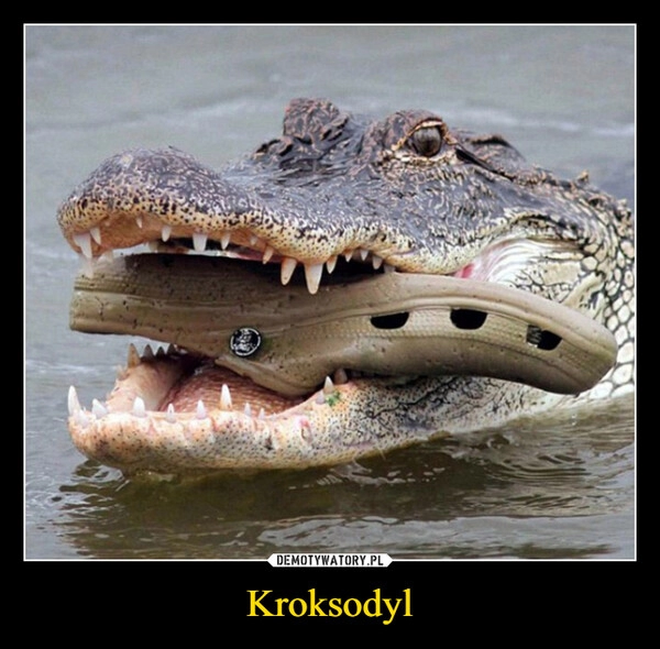 
    Kroksodyl