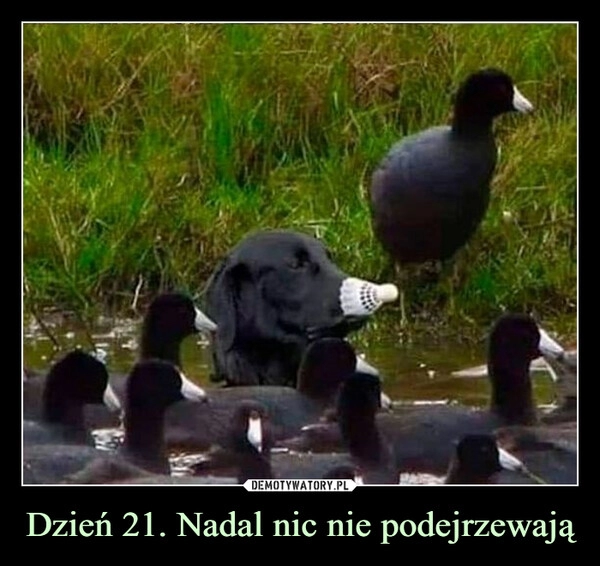 
    
Dzień 21. Nadal nic nie podejrzewają 