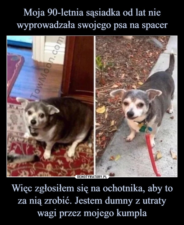 
    Moja 90-letnia sąsiadka od lat nie wyprowadzała swojego psa na spacer Więc zgłosiłem się na ochotnika, aby to za nią zrobić. Jestem dumny z utraty wagi przez mojego kumpla