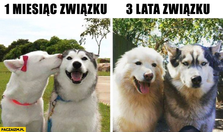
    1 miesiąc związku, 3 lata związku psy porównanie niezadowolony samiec
