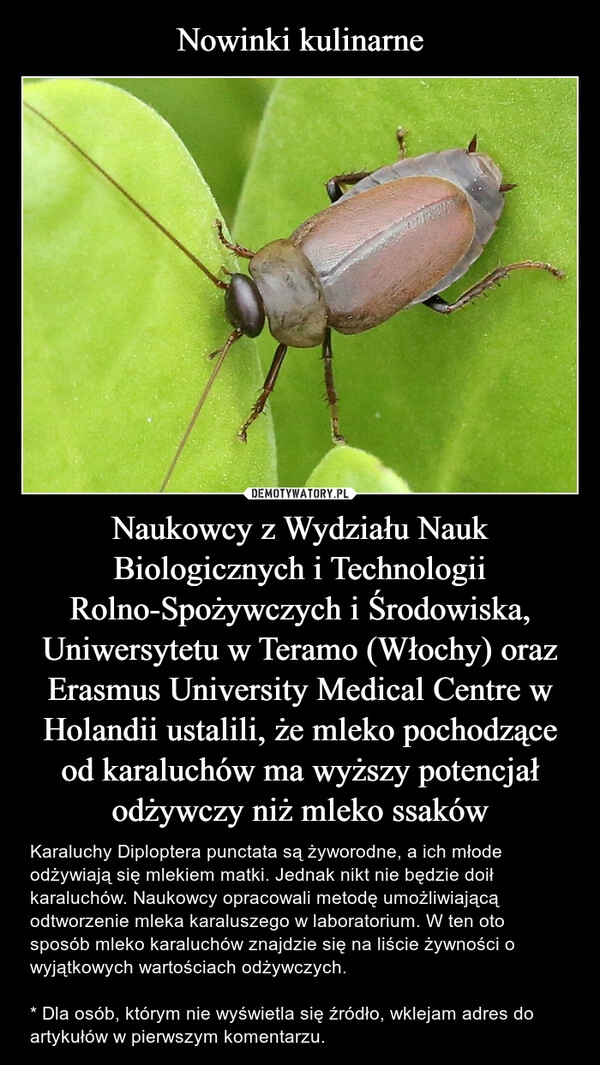 
    Nowinki kulinarne Naukowcy z Wydziału Nauk Biologicznych i Technologii Rolno-Spożywczych i Środowiska, Uniwersytetu w Teramo (Włochy) oraz Erasmus University Medical Centre w Holandii ustalili, że mleko pochodzące od karaluchów ma wyższy potencjał odżywczy niż mleko ssaków