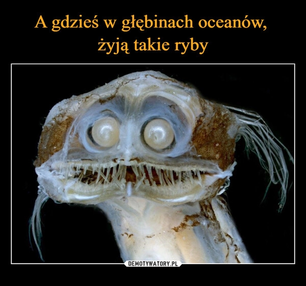 
    A gdzieś w głębinach oceanów, 
żyją takie ryby