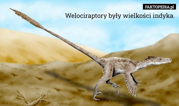 
    Welociraptory były wielkości indyka.
