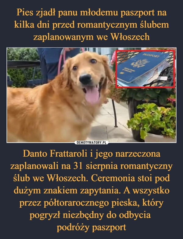 
    Pies zjadł panu młodemu paszport na kilka dni przed romantycznym ślubem zaplanowanym we Włoszech Danto Frattaroli i jego narzeczona zaplanowali na 31 sierpnia romantyczny ślub we Włoszech. Ceremonia stoi pod dużym znakiem zapytania. A wszystko przez półtorarocznego pieska, który pogryzł niezbędny do odbycia 
podróży paszport