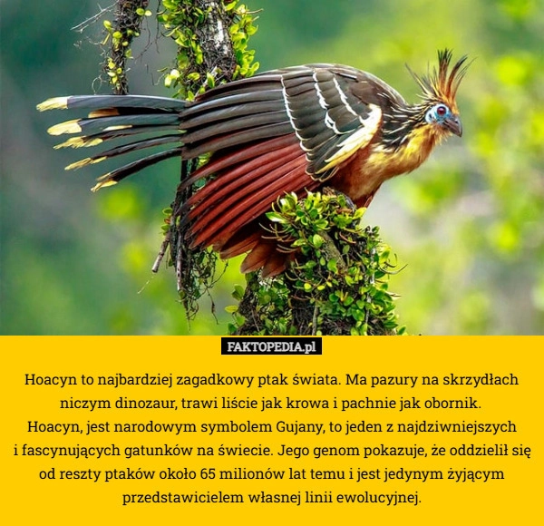 
    Hoacyn to najbardziej zagadkowy ptak świata. Ma pazury na skrzydłach niczym