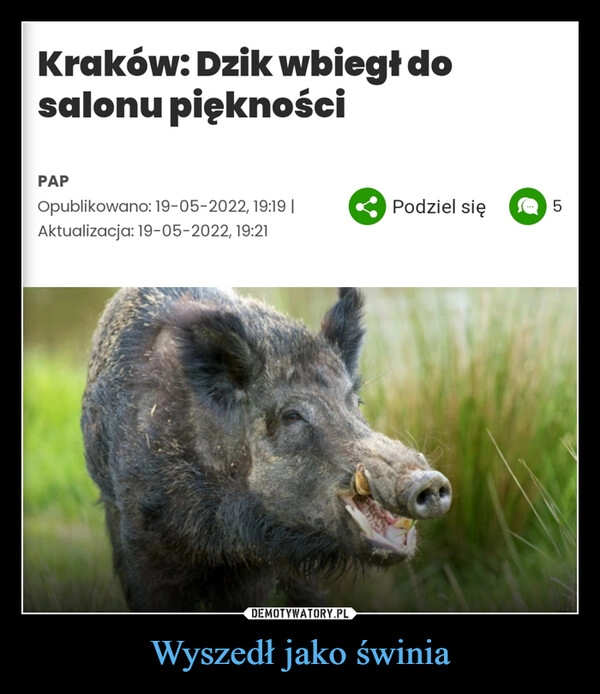 
    Wyszedł jako świnia