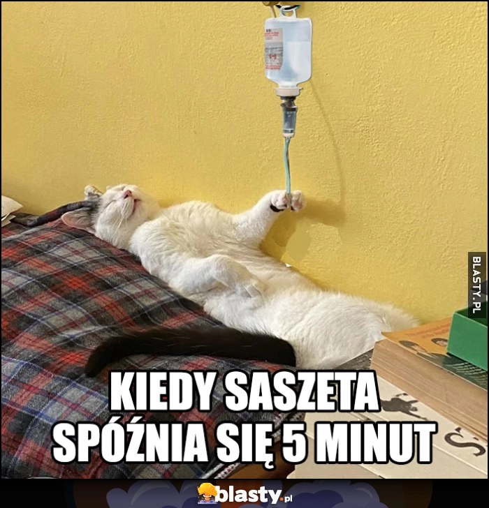 
    Kot kotek kroplówka kiedy saszeta spóźnia się 5 minut kroplówka