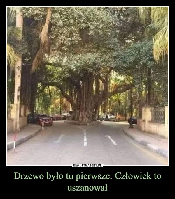 
    Drzewo było tu pierwsze. Człowiek to uszanował