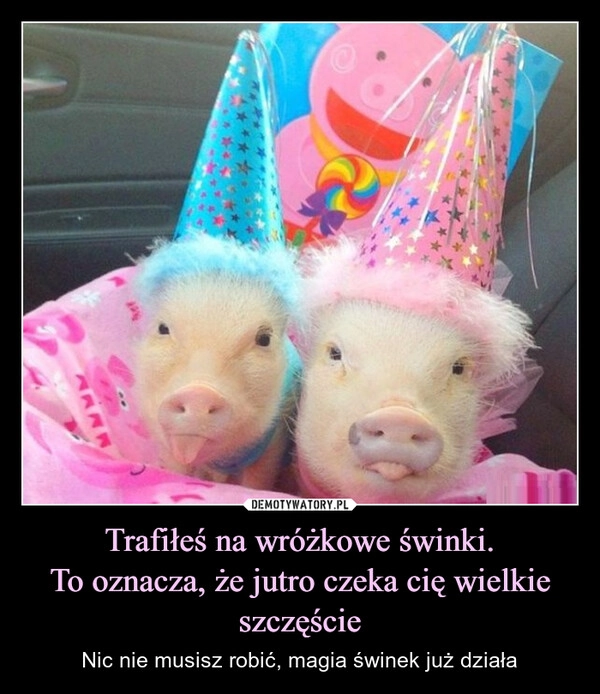 
    Trafiłeś na wróżkowe świnki.
To oznacza, że jutro czeka cię wielkie szczęście
