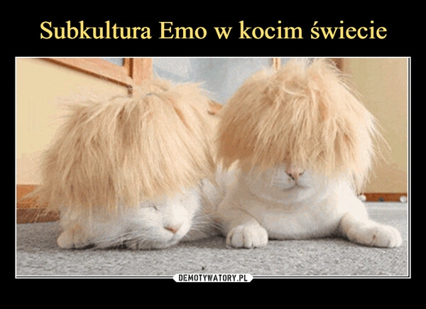 
    Subkultura Emo w kocim świecie