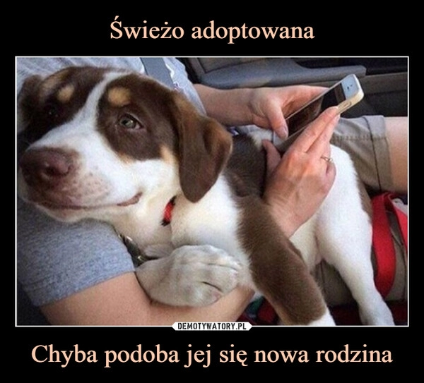 
    Świeżo adoptowana Chyba podoba jej się nowa rodzina