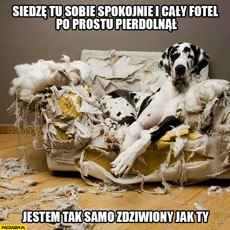 
    Siedzę tu sobie spokojnie i cały fotel po prostu pierdzielnął, jestem tak samo zdziwiony jak Ty. Pies na zniszczonym fotelu