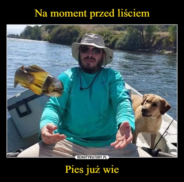 
    Na moment przed liściem Pies już wie