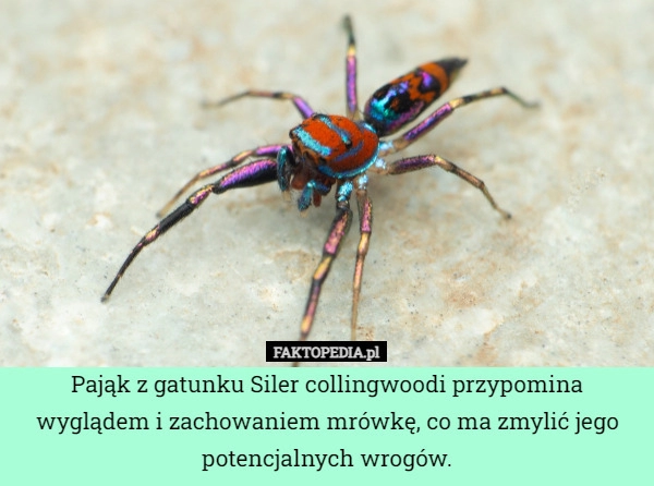 
    Pająk z gatunku Siler collingwoodi przypomina wyglądem i zachowaniem mrówkę,