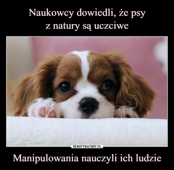 
    Naukowcy dowiedli, że psy
z natury są uczciwe Manipulowania nauczyli ich ludzie