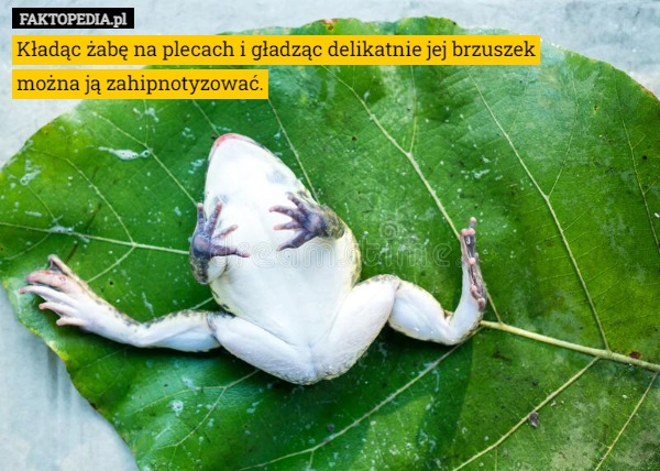 
    
			Kładąc żabę na plecach i gładząc delikatnie jej brzuszek można ją zahipnotyzować.					